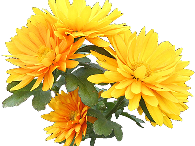png免抠菊花