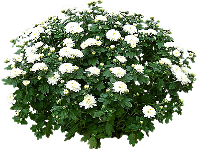 png免抠菊花
