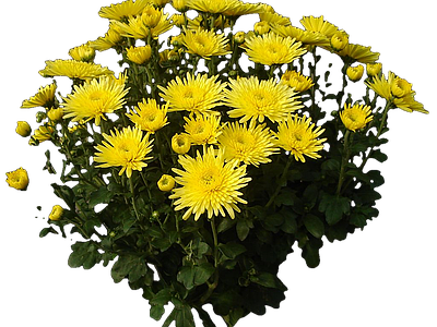 png免抠菊花