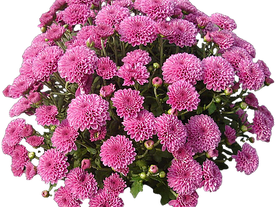 png免抠菊花