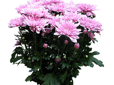 png免抠菊花