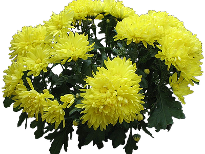 png免抠菊花