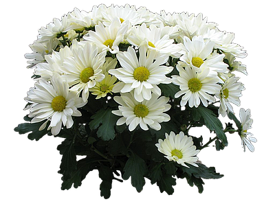 png免抠菊花