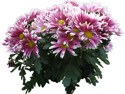 png免抠菊花