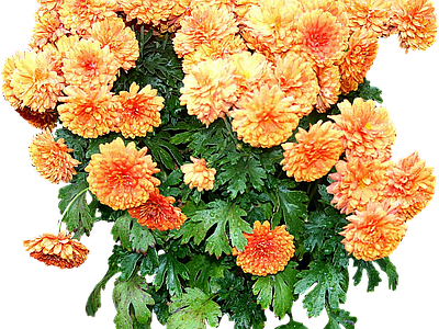 png免抠菊花