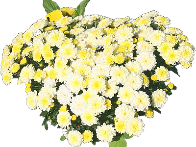 png免抠菊花