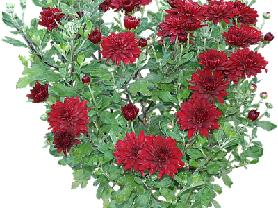 png免抠菊花