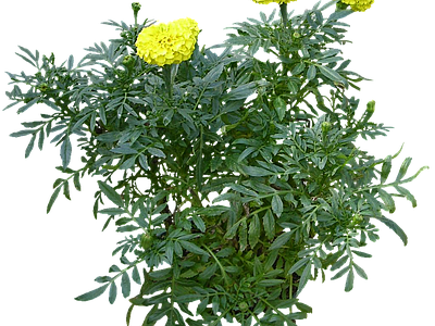 png免抠孔雀草 花