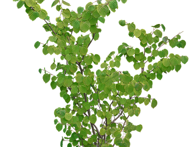 png免抠蜡瓣花