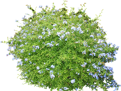 png免抠蓝雪花