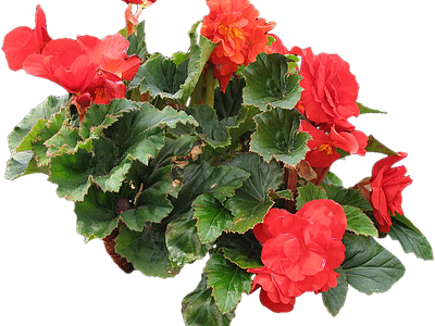 png免抠丽格秋海棠 花