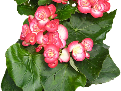 png免抠丽格秋海棠 花