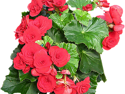 png免抠丽格秋海棠 花