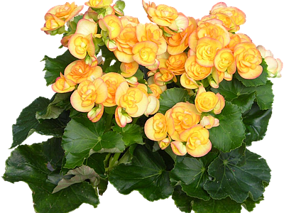 png免抠丽格秋海棠 花