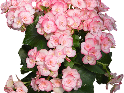 png免抠丽格秋海棠 花