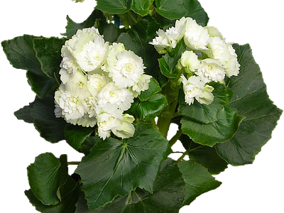 png免抠丽格秋海棠 花