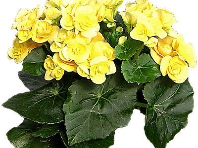 png免抠丽格秋海棠 花