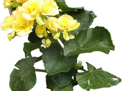 png免抠丽格秋海棠 花