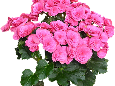 png免抠丽格秋海棠 花
