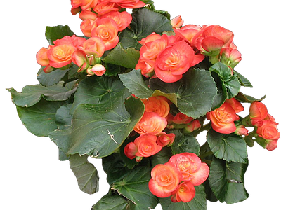 png免抠丽格秋海棠 花