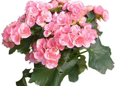 png免抠丽格秋海棠 花