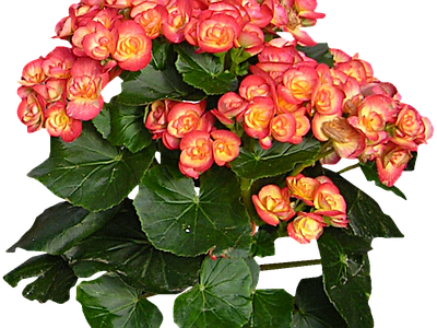 png免抠丽格秋海棠 花