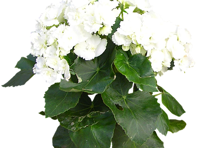 png免抠丽格秋海棠 花