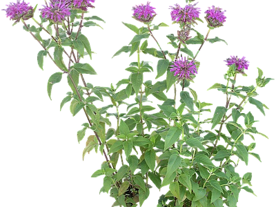 png免抠美国薄荷 花