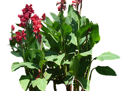 png免抠美人蕉 花