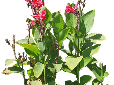 png免抠美人蕉 花