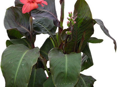 png免抠美人蕉 花