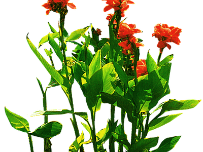 png免抠美人蕉 花