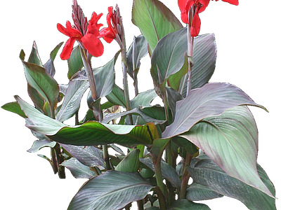 png免抠美人蕉 花