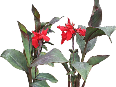 png免抠美人蕉 花