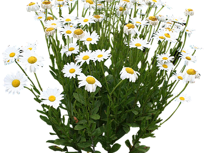 png免抠牛眼菊 花