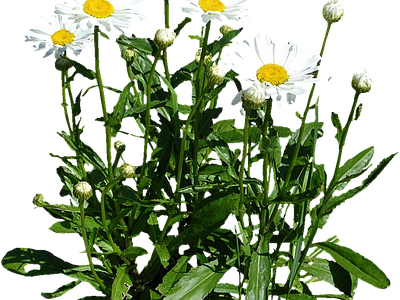 png免抠牛眼菊 花