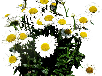 png免抠牛眼菊 花
