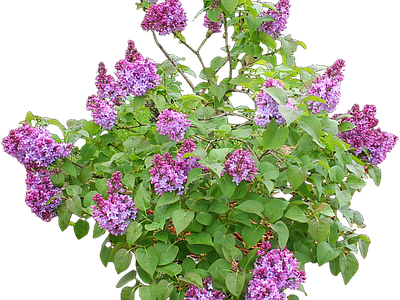 png免抠欧洲丁香 花
