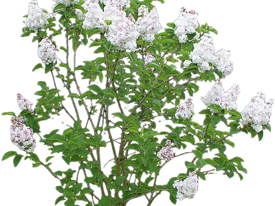png免抠欧洲丁香 花