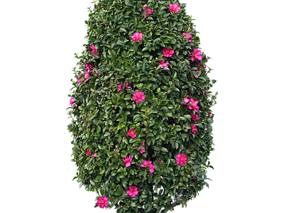 png免抠山茶花