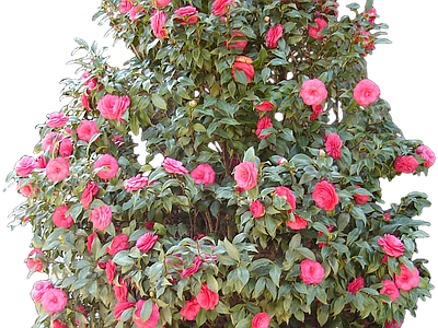 png免抠山茶花