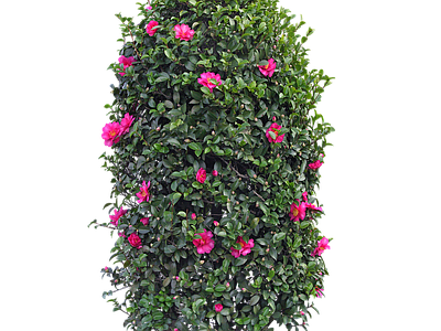 png免抠山茶花