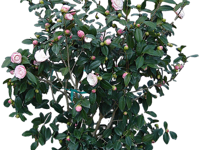 png免抠山茶花