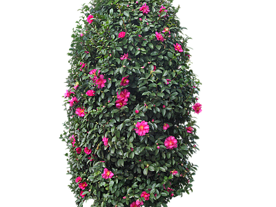 png免抠山茶花