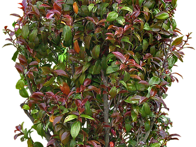 png免抠山茶花