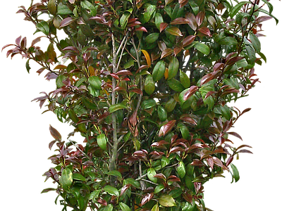 png免抠山茶花