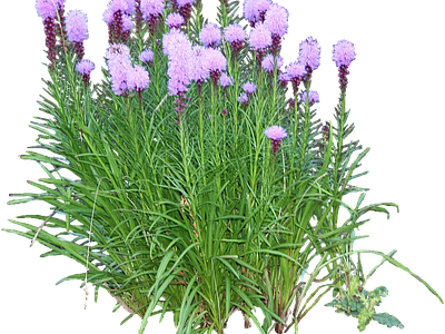 png免抠蛇鞭菊 花