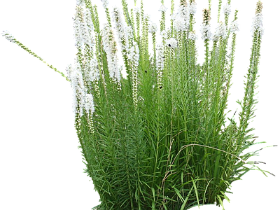 png免抠蛇鞭菊 花
