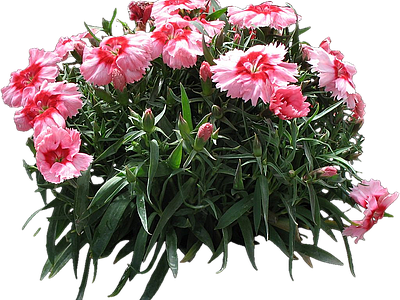 png免抠石竹 花