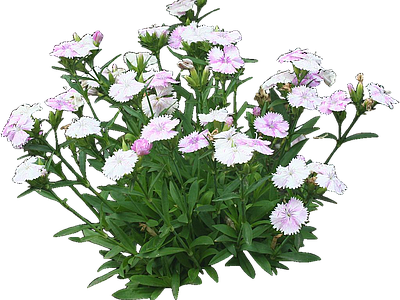 png免抠石竹 花